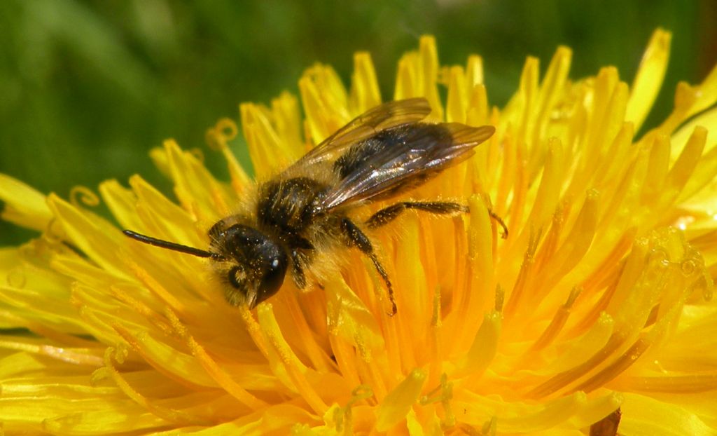 Andrena o Melitturga? Andrena sp, maschio